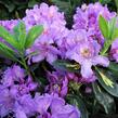 Pěnišník 'Goldflimmer' - Rhododendron (T) 'Goldflimmer'