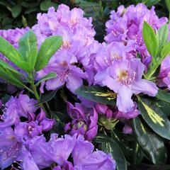 Pěnišník 'Goldflimmer' - Rhododendron (T) 'Goldflimmer'