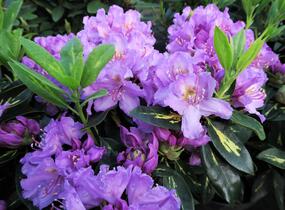 Pěnišník 'Goldflimmer' - Rhododendron (T) 'Goldflimmer'