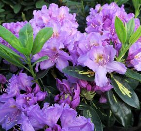 Pěnišník 'Goldflimmer' - Rhododendron (T) 'Goldflimmer'