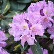 Pěnišník 'Goldflimmer' - Rhododendron (T) 'Goldflimmer'