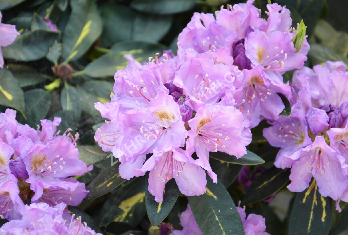 Pěnišník 'Goldflimmer' - Rhododendron (T) 'Goldflimmer'
