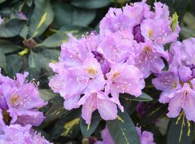 Pěnišník 'Goldflimmer' - Rhododendron (T) 'Goldflimmer'