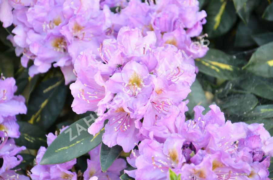 Pěnišník 'Goldflimmer' - Rhododendron (T) 'Goldflimmer'