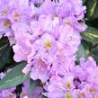 Pěnišník 'Goldflimmer' - Rhododendron (T) 'Goldflimmer'