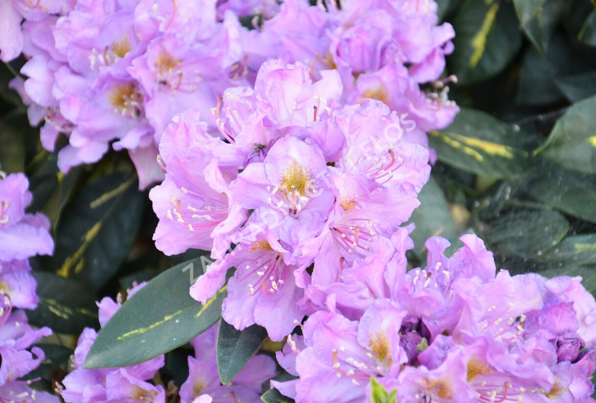 Pěnišník 'Goldflimmer' - Rhododendron (T) 'Goldflimmer'