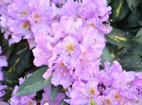 Pěnišník 'Goldflimmer' - Rhododendron (T) 'Goldflimmer'