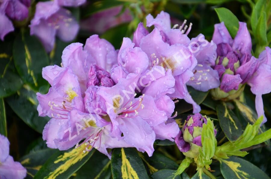 Pěnišník 'Goldflimmer' - Rhododendron (T) 'Goldflimmer'