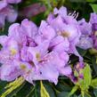 Pěnišník 'Goldflimmer' - Rhododendron (T) 'Goldflimmer'