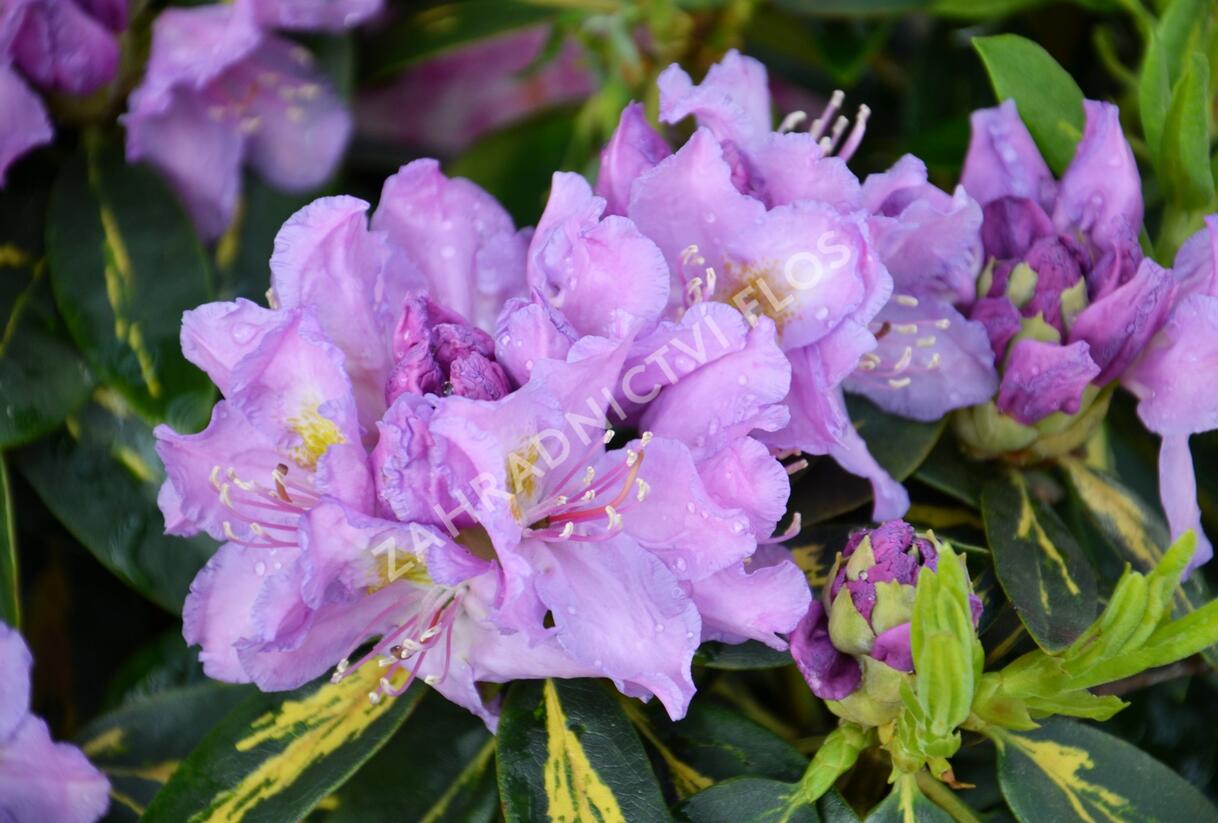 Pěnišník 'Goldflimmer' - Rhododendron (T) 'Goldflimmer'