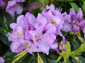 Pěnišník 'Goldflimmer' - Rhododendron (T) 'Goldflimmer'