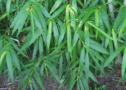 Bambus - Pseudosasa japonica