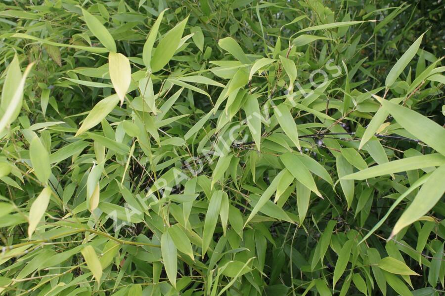 Bambus, listoklasec černý - Phyllostachys nigra