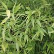 Bambus, listoklasec černý - Phyllostachys nigra