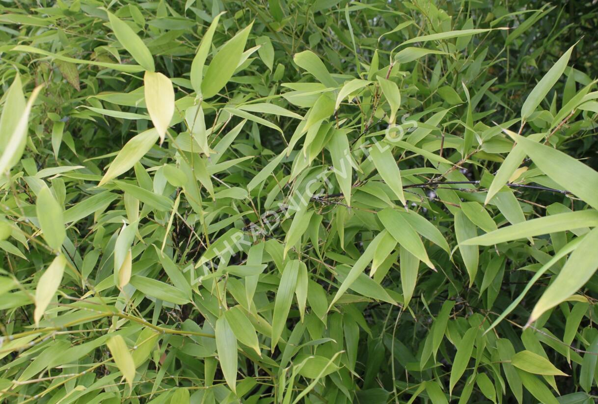 Bambus, listoklasec černý - Phyllostachys nigra