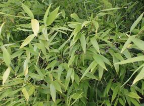 Bambus, listoklasec černý - Phyllostachys nigra