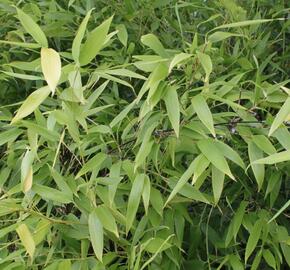 Bambus, listoklasec černý - Phyllostachys nigra