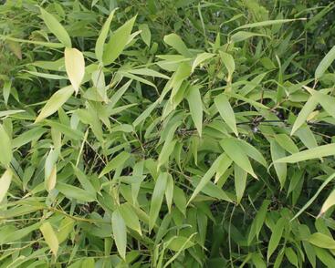 Bambus, listoklasec černý