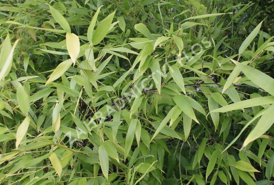 Bambus, listoklasec černý - Phyllostachys nigra