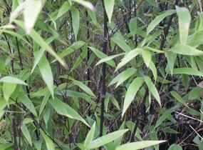 Bambus, listoklasec černý - Phyllostachys nigra