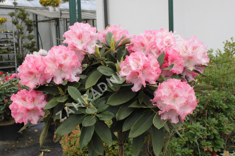 Pěnišník 'Tina Heinje' - Rhododendron (Y) 'Tina Heinje'