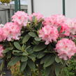 Pěnišník 'Tina Heinje' - Rhododendron (Y) 'Tina Heinje'
