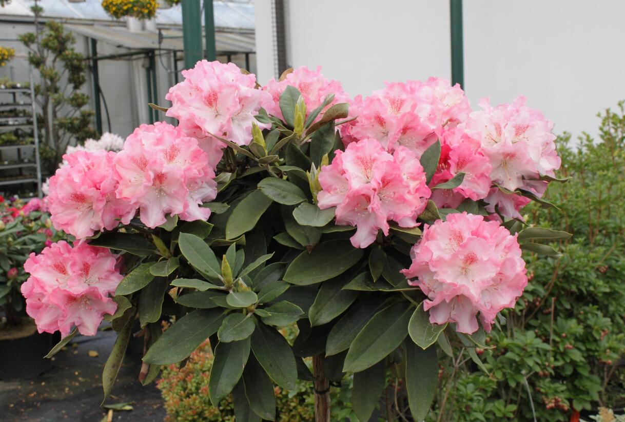 Pěnišník 'Tina Heinje' - Rhododendron (Y) 'Tina Heinje'