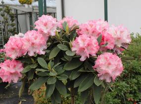 Pěnišník 'Tina Heinje' - Rhododendron (Y) 'Tina Heinje'