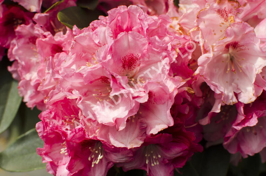 Pěnišník 'Tina Heinje' - Rhododendron (Y) 'Tina Heinje'
