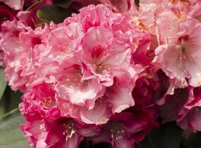 Pěnišník 'Tina Heinje' - Rhododendron (Y) 'Tina Heinje'