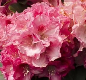 Pěnišník 'Tina Heinje' - Rhododendron (Y) 'Tina Heinje'