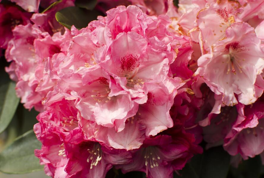 Pěnišník 'Tina Heinje' - Rhododendron (Y) 'Tina Heinje'