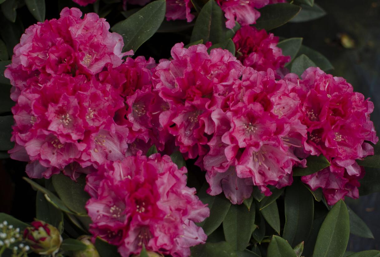 Pěnišník 'Tina Heinje' - Rhododendron (Y) 'Tina Heinje'