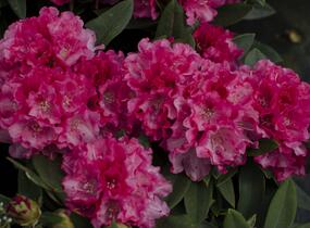 Pěnišník 'Tina Heinje' - Rhododendron (Y) 'Tina Heinje'