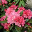 Pěnišník 'Tina Heinje' - Rhododendron (Y) 'Tina Heinje'