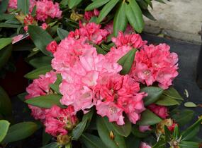 Pěnišník 'Tina Heinje' - Rhododendron (Y) 'Tina Heinje'