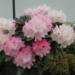 Pěnišník 'Milano' - Rhododendron (Y) 'Milano'