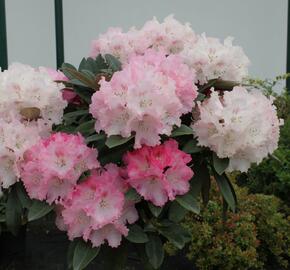 Pěnišník 'Milano' - Rhododendron (Y) 'Milano'