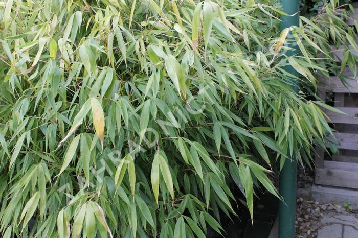 Bambus - Fargesia robusta