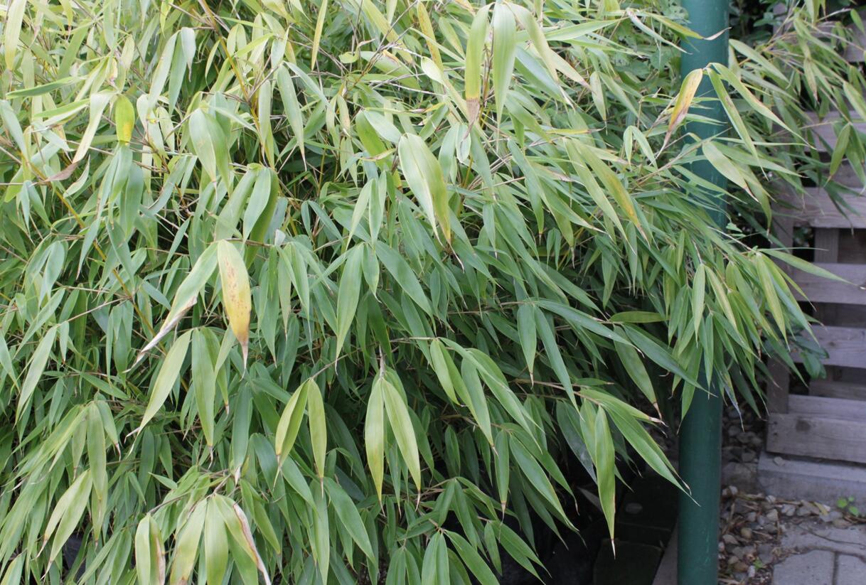 Bambus - Fargesia robusta