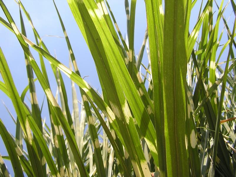 Ozdobnice čínská 'Strictus' - Miscanthus sinensis 'Strictus'