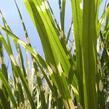 Ozdobnice čínská 'Strictus' - Miscanthus sinensis 'Strictus'