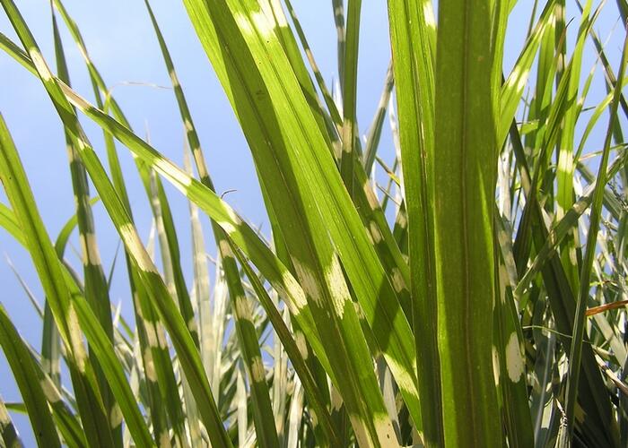 Ozdobnice čínská 'Strictus' - Miscanthus sinensis 'Strictus'