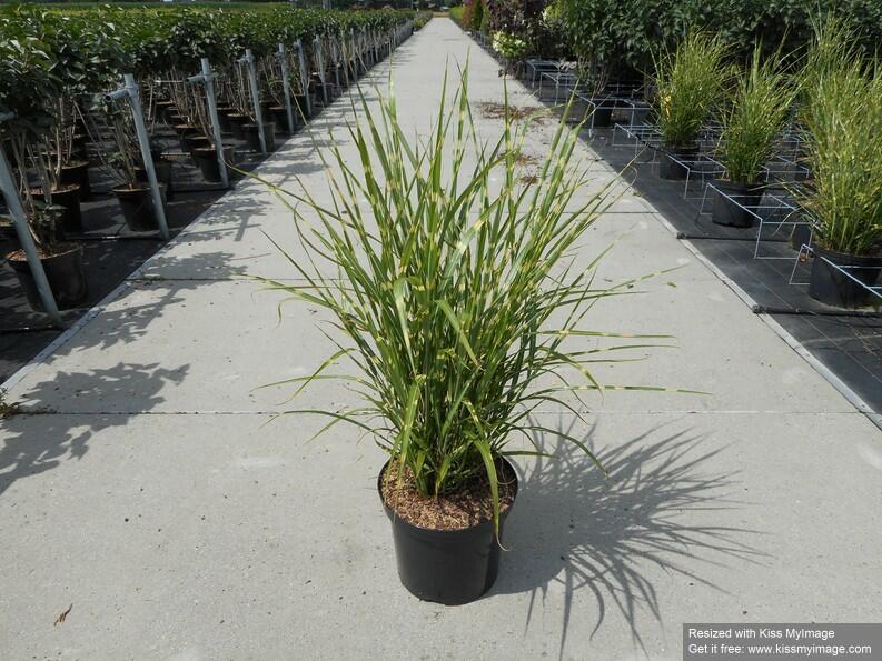 Ozdobnice čínská 'Strictus' - Miscanthus sinensis 'Strictus'