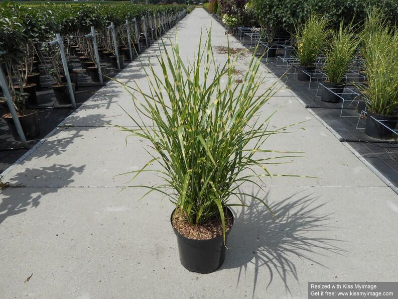 Ozdobnice čínská 'Strictus' - Miscanthus sinensis 'Strictus'