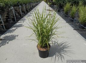 Ozdobnice čínská 'Strictus' - Miscanthus sinensis 'Strictus'