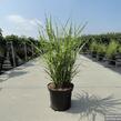 Ozdobnice čínská 'Strictus' - Miscanthus sinensis 'Strictus'