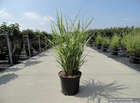 Ozdobnice čínská 'Strictus' - Miscanthus sinensis 'Strictus'
