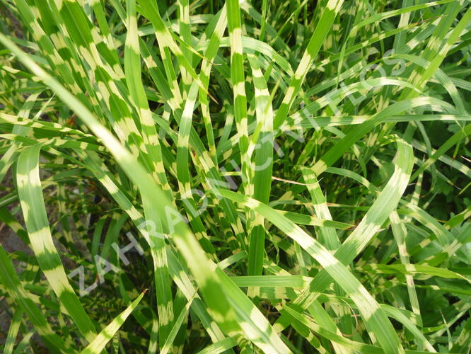 Ozdobnice čínská 'Strictus' - Miscanthus sinensis 'Strictus'