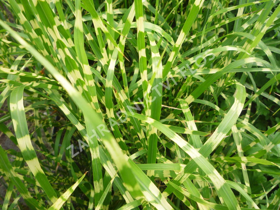 Ozdobnice čínská 'Strictus' - Miscanthus sinensis 'Strictus'